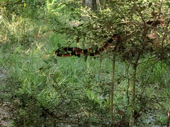 Micrurus tener tener