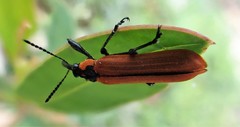 Rhinotia haemoptera
