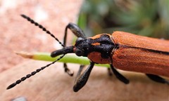 Rhinotia haemoptera