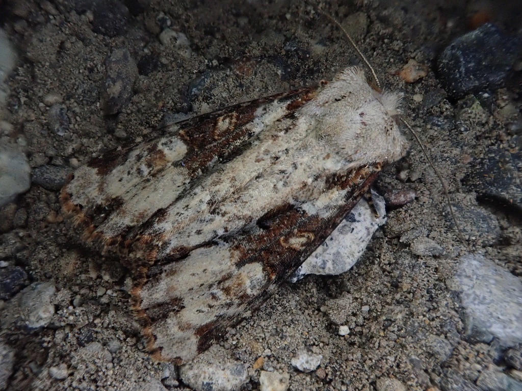 Leucapamea kawadai