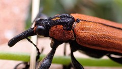 Rhinotia haemoptera
