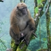 Arunachal Macaque - Photo (c) Kripaljyoti Mazumdar, some rights reserved (CC BY-NC), uploaded by Kripaljyoti Mazumdar