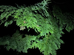 Mormo cyanea