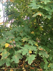 Acer platanoides
