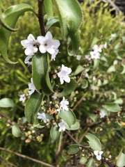 Myoporum viscosum