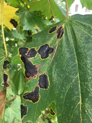 Rhytisma acerinum