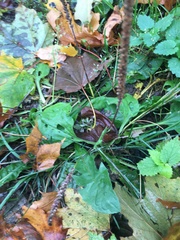 Plantago major