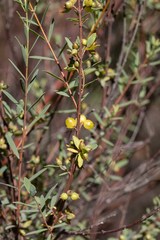 Pimelea pauciflora