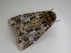 Xenotrachea niphonica