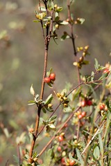 Pimelea pauciflora