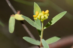 Pimelea pauciflora