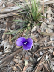 Patersonia occidentalis occidentalis