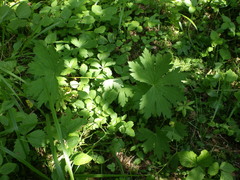 Aconitum lasiostomum