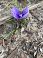 Patersonia occidentalis occidentalis