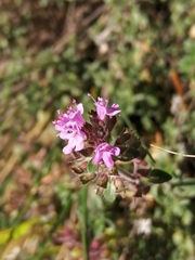 Thymus punctulosus