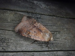 Diarsia ruficauda