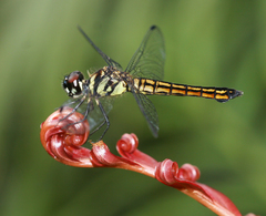 Lyriothemis defonsekai