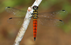 Lyriothemis defonsekai