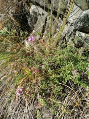 Thymus punctulosus