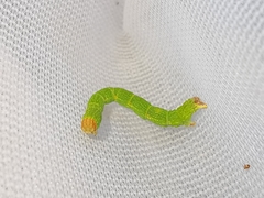 Cyclophora punctaria