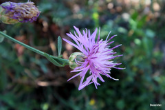Centaurea aplolepa
