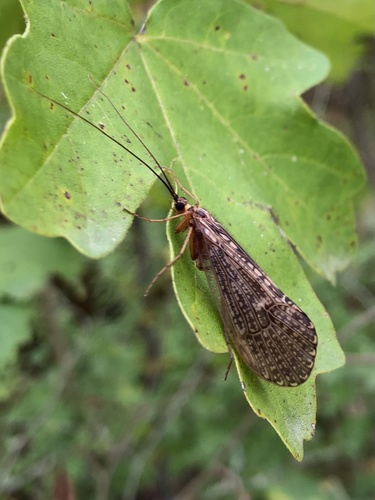 Halesus tesselatus