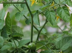 Solanum pimpinellifolium