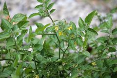 Solanum pimpinellifolium