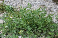 Solanum pimpinellifolium