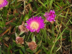 Carpobrotus virescens