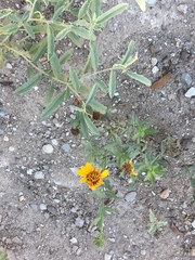 Helianthus laciniatus
