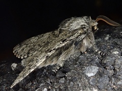 Brachionycha permixta