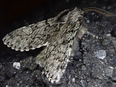 Brachionycha permixta