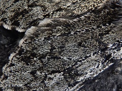 Brachionycha permixta