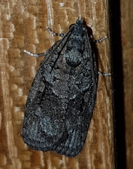 Thrincophora