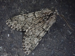 Brachionycha permixta