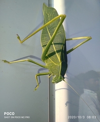 Trigonocorypha unicolor