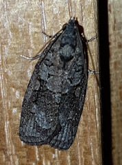 Thrincophora