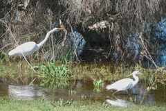Egretta garzetta nigripes