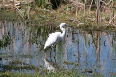 Egretta garzetta nigripes