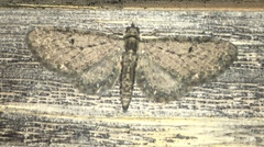Eupithecia annulata