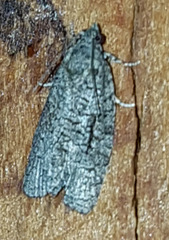 Thrincophora