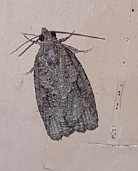 Thrincophora