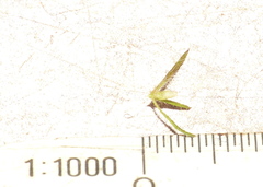 Muraltia muirii