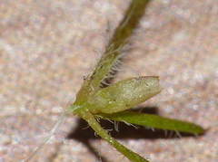 Muraltia muirii