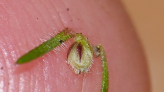 Muraltia muirii