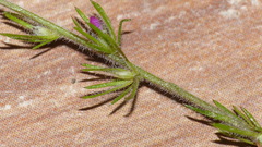 Muraltia muirii