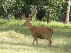 Rucervus duvaucelii