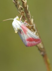 Schinia gaurae