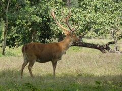 Rucervus duvaucelii